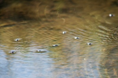 Whirling, Twirling Whirligig Beetles – Home