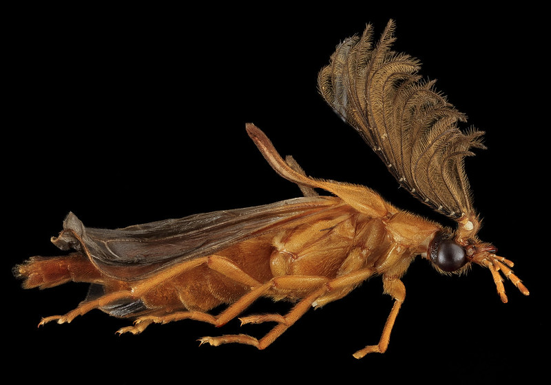 Brems Insect All Aboard the Railroad Worms! – Home